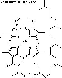 Chlorophyll b