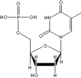 THYMIDINE 5'-MONOPHOSPHATE